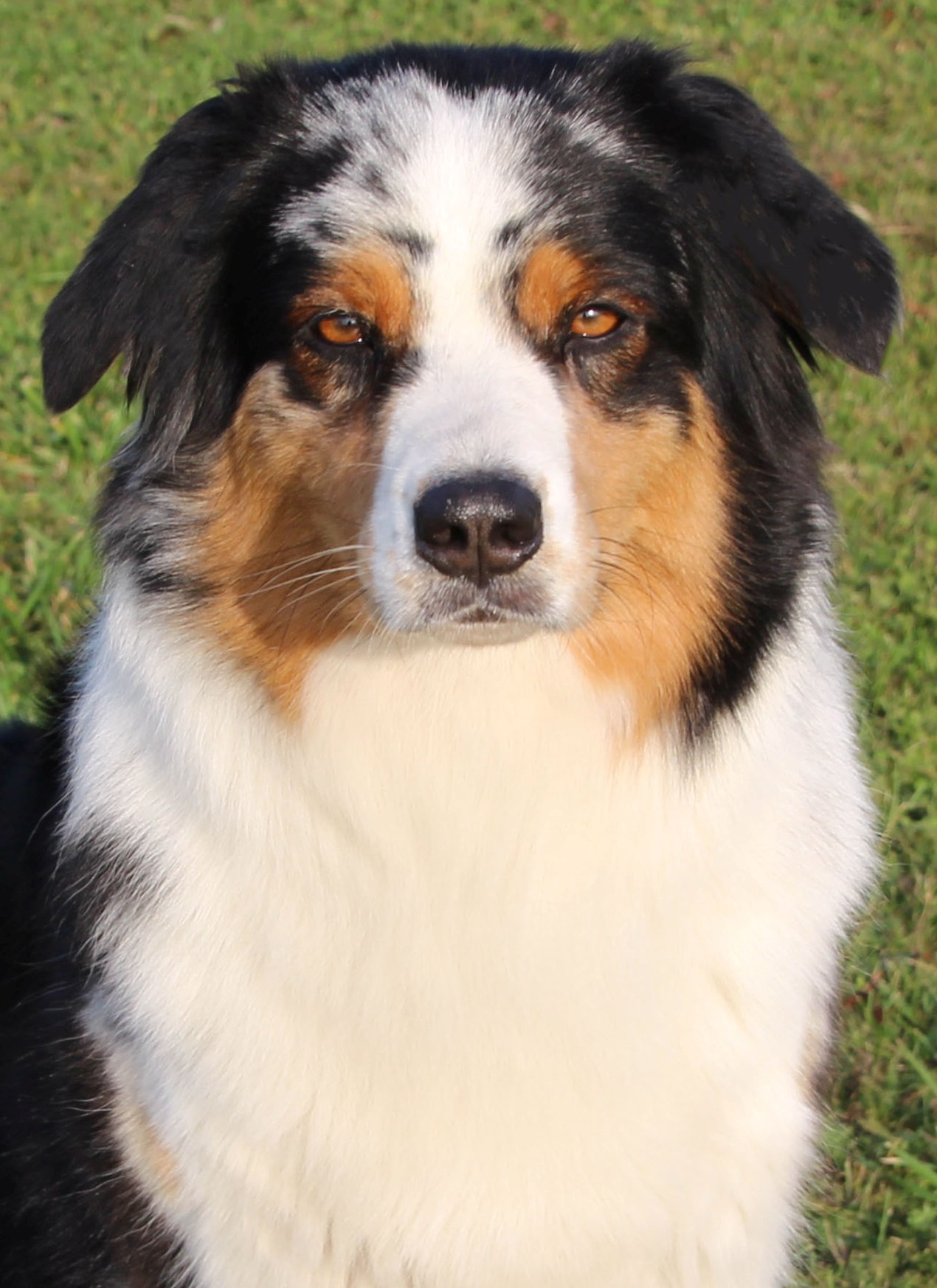 IMG 8460 Liv Kopf Kopie