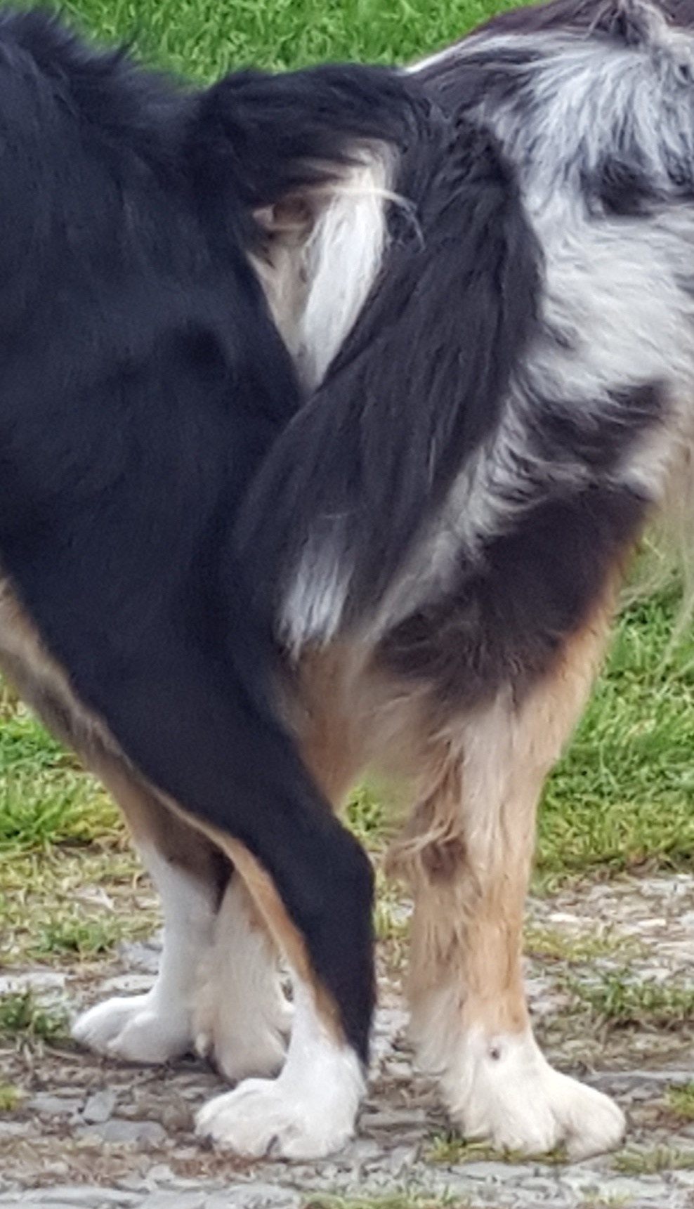 Kira Zippo 20211006 162728